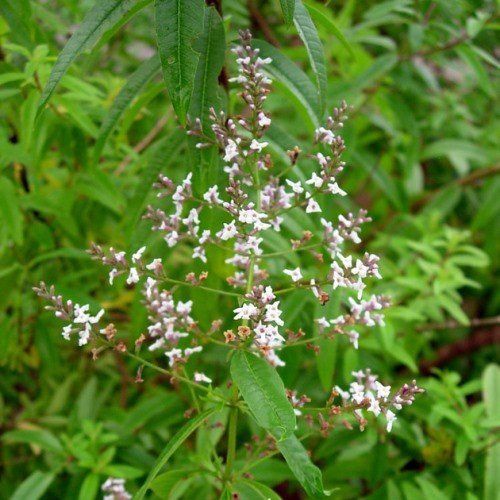 Aloysia citriodora - pb5 (20/60)
