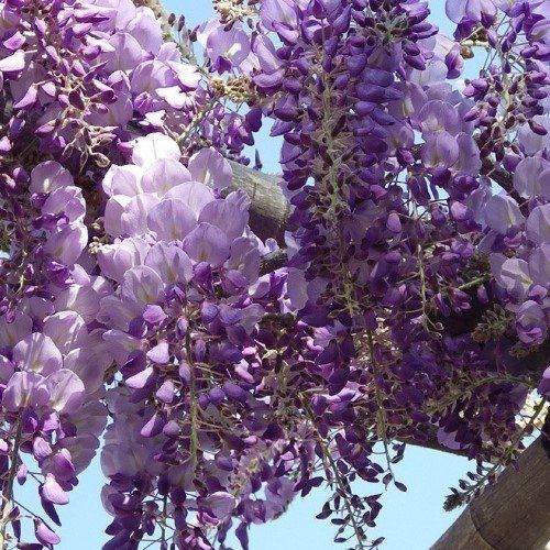 Wisteria Caroline - Pb6.5