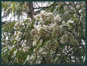 Eucalyptus citriodora, Lemon-Scented Gum