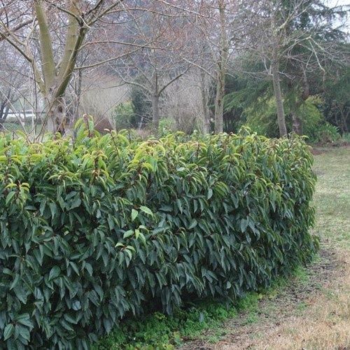 Prunus lusitanica, Portugal Cherry Laurel - 18Ltr/Pb28