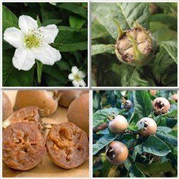 Mespilus germanica, Medlar - Pb18