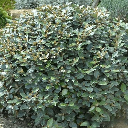 Elaeagnus x ebbingei - Pb6.5 (30/50)