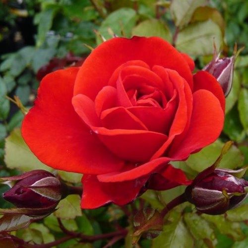 Rose Trumpeter (floribunda)