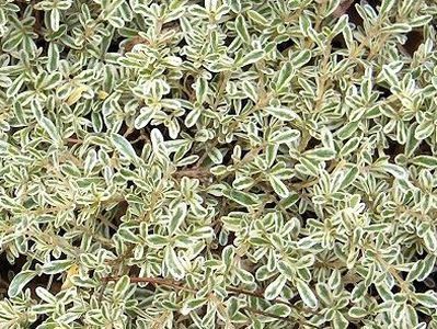 Coprosma kirkii Variegata - Pot