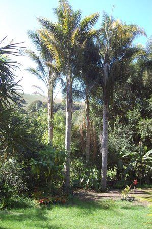 Syagrus romanzoffianum, Queen Palm - Pb6.5