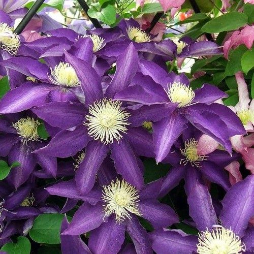 Clematis Haku Ookan - 2.4Ltr/3.3Ltr