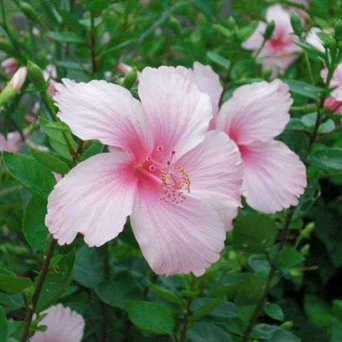 Hibiscus Dainty Pink - 2.5Ltr