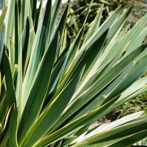 Yucca Denbys Dream - 2.5Ltr