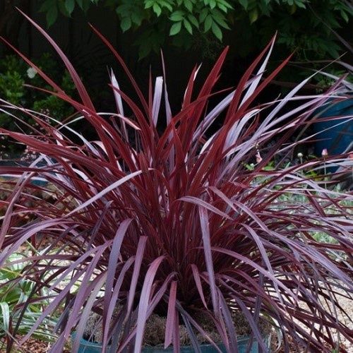 Cordyline x Design-A-Line Burgundy - 2.5Ltr