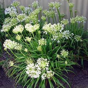 Agapanthus Seafoam - Pb5