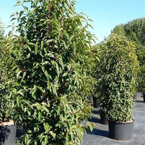 Prunus lusitanica, Portugal Laurel. Pillar - 10Ltr