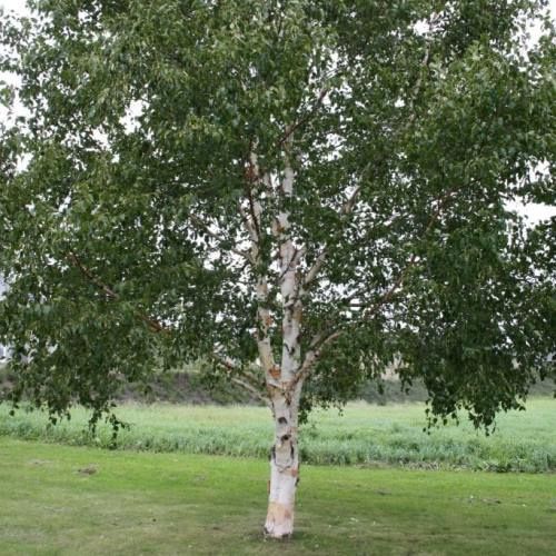 Betula platyphylla Japonica, Japanese White Birch - Pb6.5