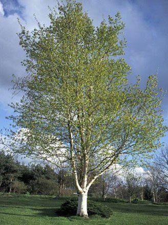 Betula pendula Alba, Weeping Silver Birch - Pb18 (120/150)