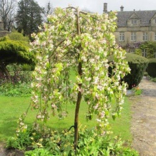 Malus Red Jade, Crabapple  - Pb28 (1.5m/1.7m std)