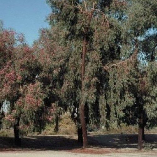 Eucalyptus sideroxylon Rosea, Red Ironbark Gum - Pot