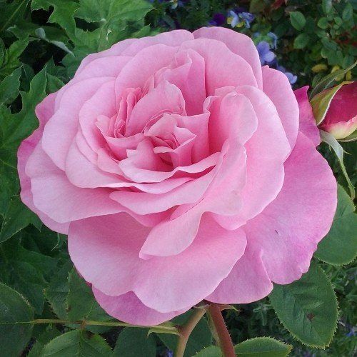 Rose My Girl (bush, hyb. tea)