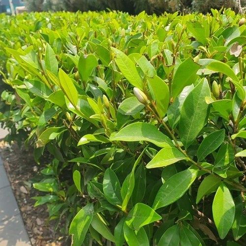 Michelia Figo - 5Ltr