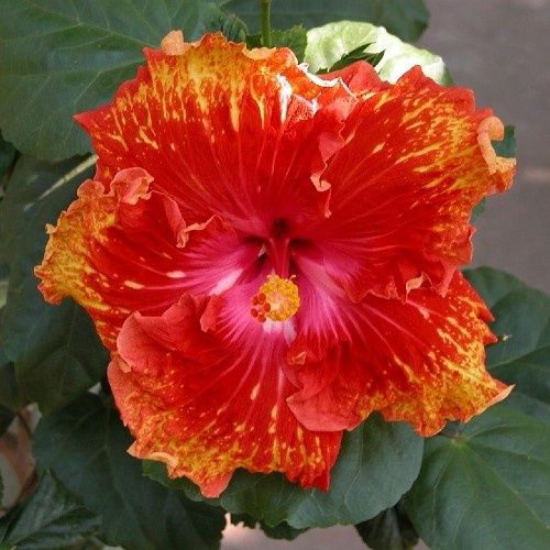Hibiscus Sunshowers - 2.5Ltr