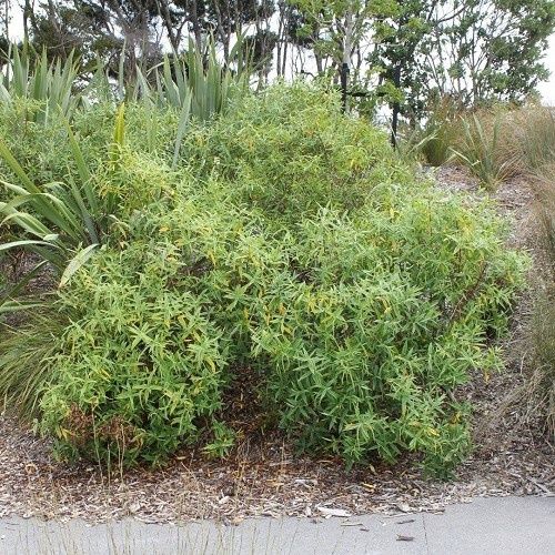 Hebe stricta, Koromiko - Pot (40/60)