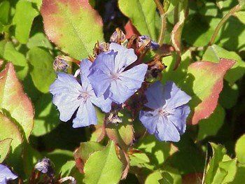 Ceratostigma plumbaginoides - Pb6.5 (5/10)
