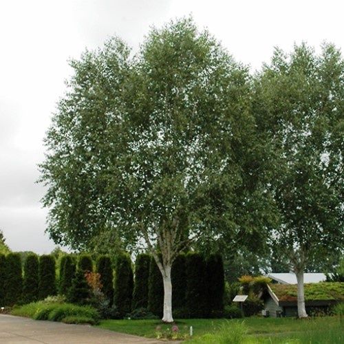 Betula Dazzler, White Himalayan Birch - 3.3Ltr