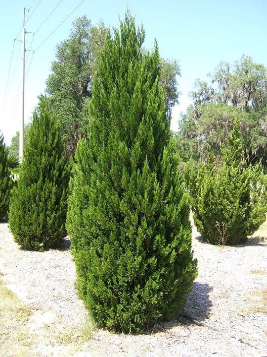 Juniperus Spartan - Pb6.5 (40/50)
