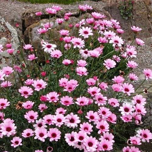 Chrysanthemum mawii - pb6.5 (8/10)