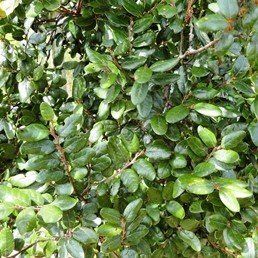 Nothofagus solandri, Black Beech - Pb5