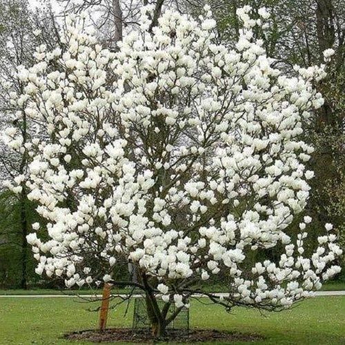 Magnolia Lennei Alba - Pb18