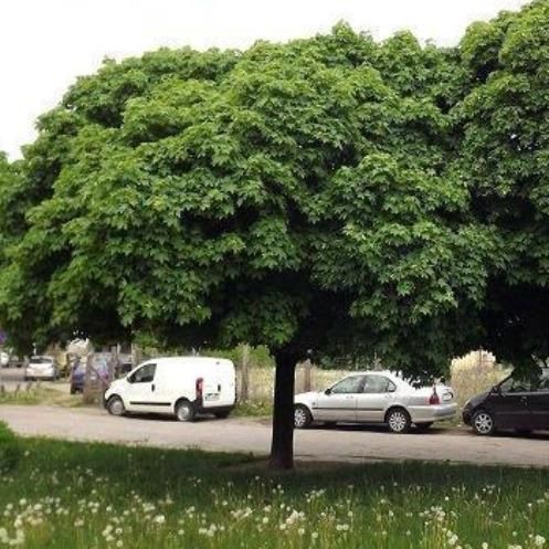 Acer platanoides Globosum, Globe Norway Maple - 25Ltr