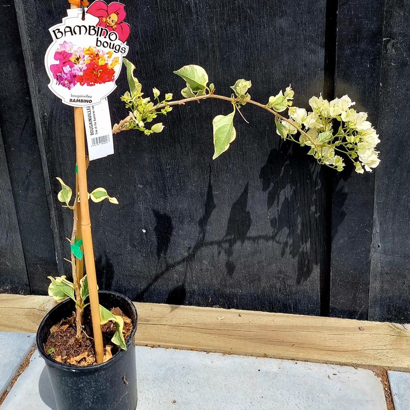 Bougainvillea Aurora