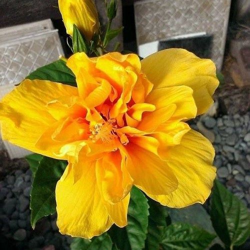 Hibiscus Gold Sovereign - 2.5Ltr