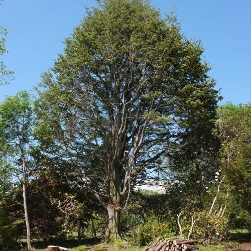 Nothofagus solandri Cliffortioides, Mountain Beech