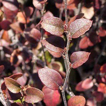 Nothofagus Little Red - pb6.5 (30/50)