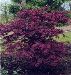Acer Atropurpureum