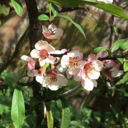 Chaenomeles cathayensis, Chinese Quince - Pb6.5