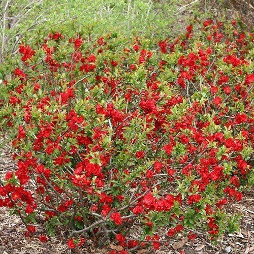 Chaenomeles Scarlet Storm, Flowering Quince - 2.5Ltr