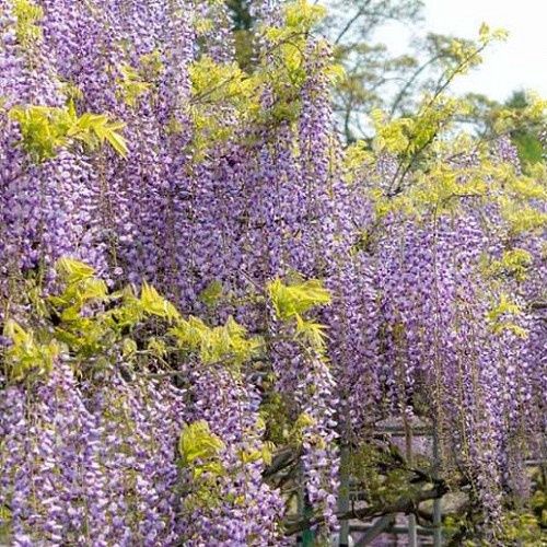 Wisteria floribunda, 'Geisha' Japanese Wisteria