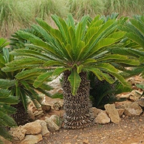 Cycas revoluta, Sago Palm - 6Ltr