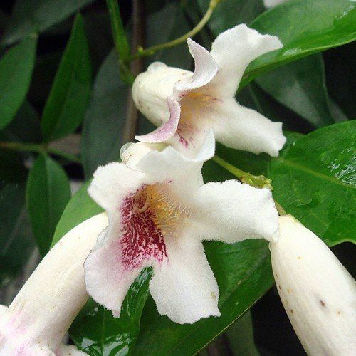 Pandorea p. Ruby Heart, Wonga Wonga Vine - Pb6.5