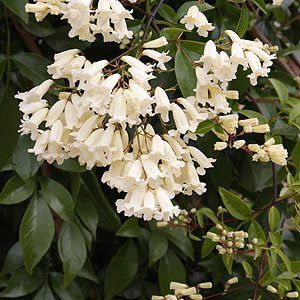 Pandorea p. Snowbells - 2.4Ltr