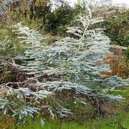 Eucalyptus p. Baby Blue - Pot