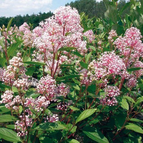 Ceanothus Marie Simon - Pb6.5
