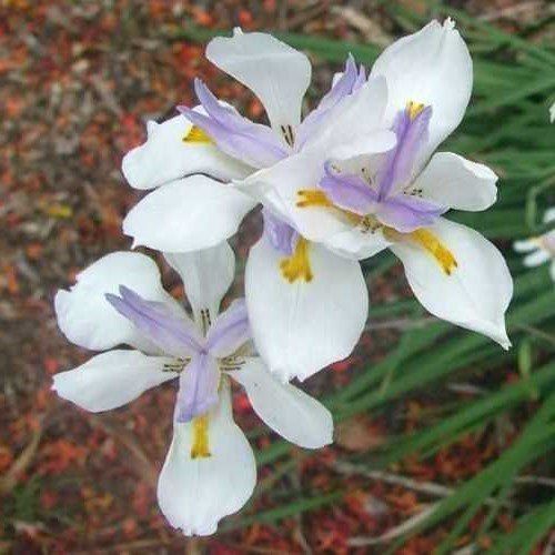 Dietes grandiflora - Pb3
