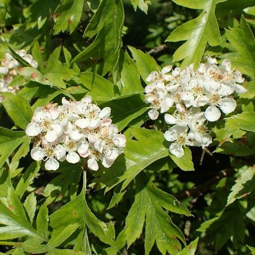 Crataegus pinnatifida, Chinese Hawthorn