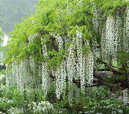 Wisteria White Silk - Pb6.5