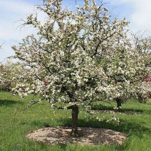 Malus Charlottae, Crabapple - Pb18