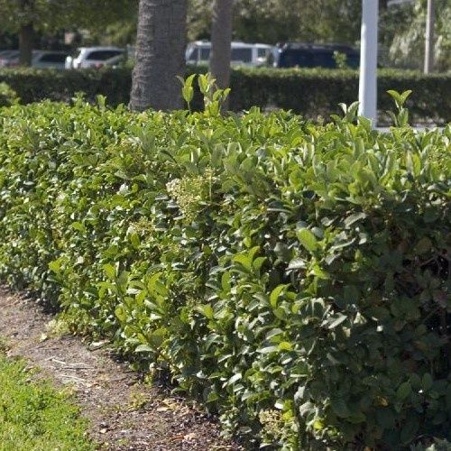 Viburnum x Hedge Master -Dence Fence- Pb6.5 (40-80cm)