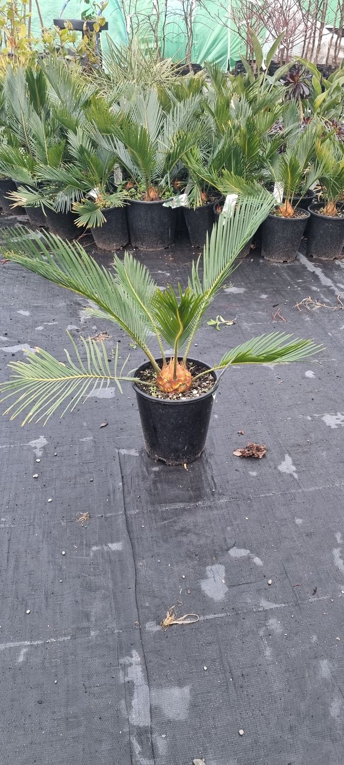 Cycas revoluta, Sago Palm - Pb6.5 (25/40)