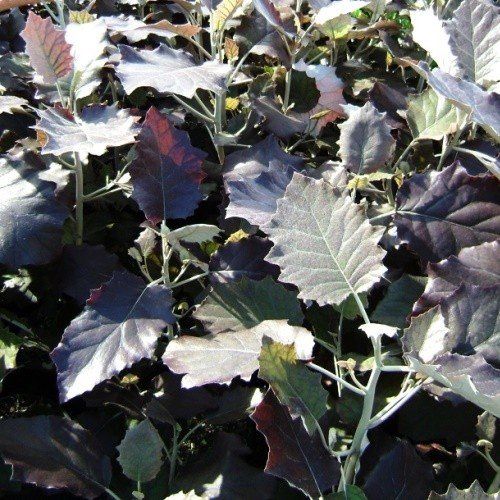 Brachyglottis repanda Purpurea - 2.5Ltr/3.5Ltr